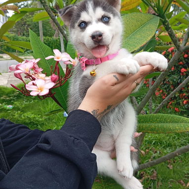 HUSKY SIBERIANO,hembra,en 200 USD o equivalente,TENGO MENSAJERÍA,40 días,desparacitada,entrega HISTORIA CLÍNICA,COLLAR - Img 123692474