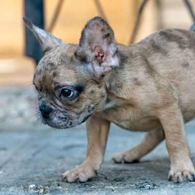 Bellos cachorros bulldog Francés machos fawn merles - Img 123484380