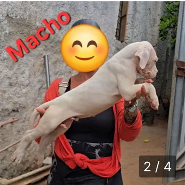DOGO ARGENTINO,ambos sexos,en 450 USD o equivalente,TENGO MENSAJERÍA,tienen 65 días y están desparacitados - Img 122730968