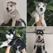((( HUSKY SIBERIANO MACHITOS WHAT'SAPP BETTY MASCOTAS 52506841 )))) - Img 55649323
