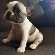 BULLDOG FRANCES,hembras,en 750 USD o equivalente,TENGO MENSAJERÍA,tienen 43 días y están desparacitadas - Img 58154143