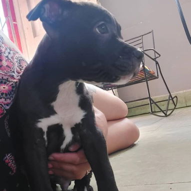PITBULL,macho,en 120 USD o equivalente,TENGO MENSAJERÍA,tiene 83 días Y ESTÁ VACUNADO y desparacitado - 2/9