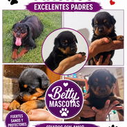 🐾 ROTTWEILER MACHOS BETTY MASCOTAS WHAT'SAPP 52506841 🐾 - Img 56610343
