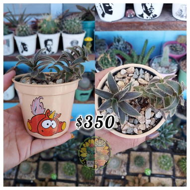 Cactus y suculentas en macetas decoradas a mano - 3/9