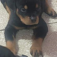 ROTTWEILER,ambos sexos,en 550 USD o equivalente,TENGO MENSAJERÍA,tienen 80 días,ESTAN VACUNADOS y desparacitados - Img 56290392