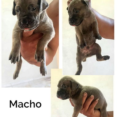CACHORROS CANE CORSO CON PEDEGREE - 8/10