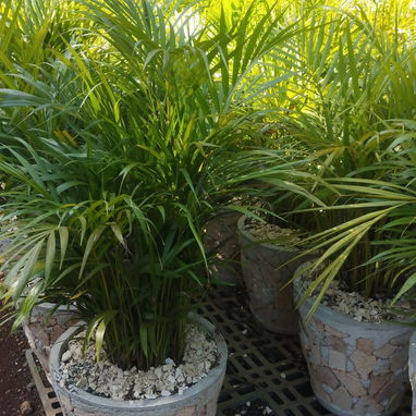 Servicios de jardineria - Img 126449863
