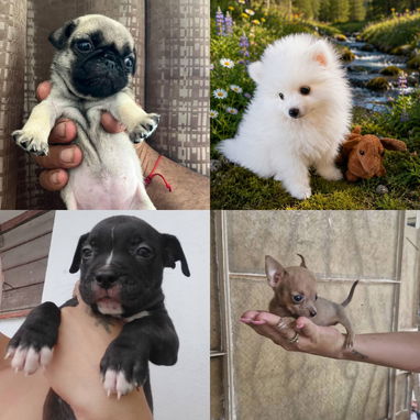 🐾✨ SUS VENTAJAS POR LA COMPRA BETTY MASCOTAS WHATSAPP 52506841 ✨🐾 - 2/10
