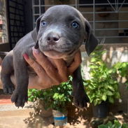 PITBULL hembras CON PADRE BULLY Y MADRE PITBULL,en 200 USD o equivalente,TENGO MENSAJERÍA,tienen 55 días y desparacitada - Img 58188750