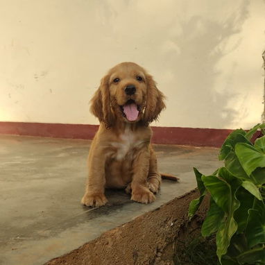 Cachorro Cocker Spinel - 5/8