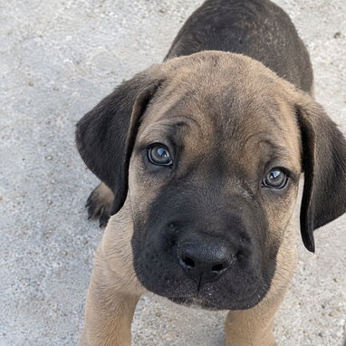 CACHORROS CANE CORSO CON PEDIGREE INTERNACIONAL. DISPONIBLES 2 HEMBRAS DE 9 CACHORROS - 2/5