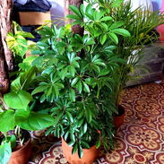 Plantas grandes y espectaculares para decorar los espacios de tu casa o terrazas - Img 56402700