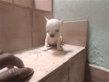 Cachorros en venta Dogo argentino ,Chihuahua  , yorky ,bulldog francés ,Pug 53818081 - Img 67802869