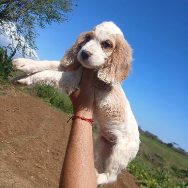 Disponibles todas las razas de perros - Img 119038526