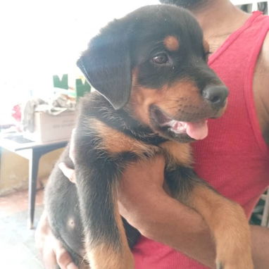 Si lo que buscas es una buena compañía todos disponibles pitbull, Chihuahua, bulldog francés, shitzu, pastor 53818081 - Img 125829092
