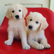 Golden Retriever Machos - Img 56049830