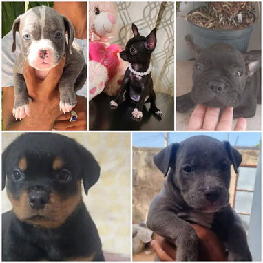 • • • • RAZAS CANINAS PARA ELEGIR BETTY MASCOTAS WHATSAPP 52506841 • • • • - Img 126180665
