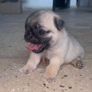 🐾✨ PUG HEMBRITA EN BUSCA DE SU NUEVO HOGAR WHATSAPP 58746643✨🐾 - 8/10