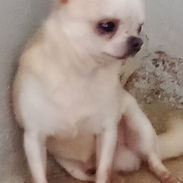 No dudes en decidir por una mascota solo llame al 58199520 - Img 58314741