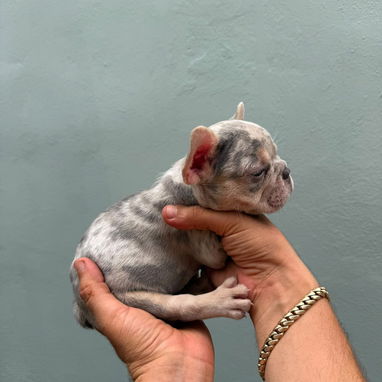 Bulldog francés exóticos - Img 125542460