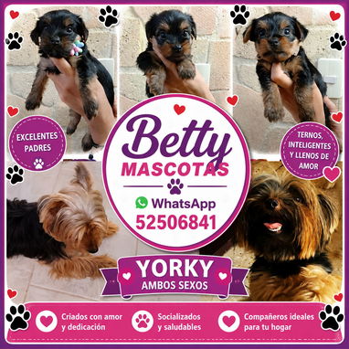 🐾 🐶 ¡Hermosos cachorros disponibles!  BETTY MASCOTAS WHATSAPP 52506841 🐾 🐶 - 5/10