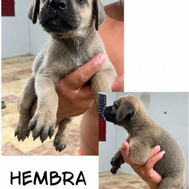 CACHORROS CANE CORSO CON PEDIGREE INTERNACIONAL - 7/10