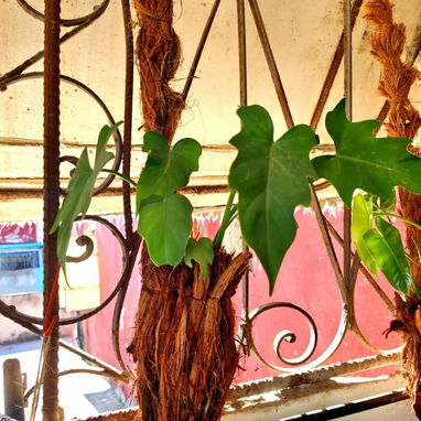 🌿Plantas trepadoras para colgar 🌿 - 6/6
