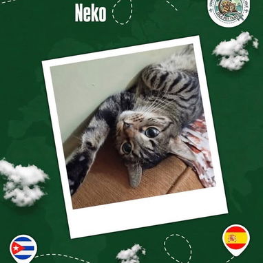 Agencia de viajes internacionales para mascotas - 6/10