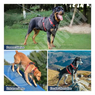 Pecheras de Perro con correa incluida - Img 122233847