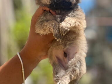 Hermosos cachorros de Spaniel tibetanos machos - Img 64130358