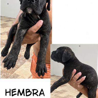 CACHORROS CANE CORSO CON PEDIGREE INTERNACIONAL - 3/10