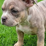 American Bully - Img 55555308