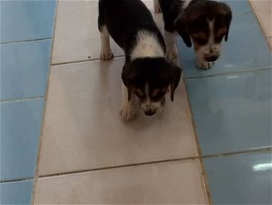 Cachorros beagles - Img 69103103