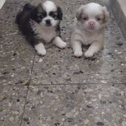 Cachorros Pequines - Img 56363598