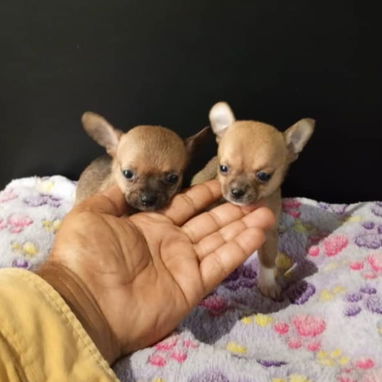 🐾 VARIEDAD DE RAZAS DISPONIBLES WHATSAPP 58746643 🐾 - 6/10