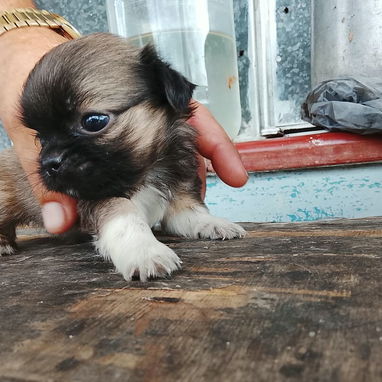 cachorros shih tzu en venta - 2/2