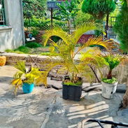 CASA INDEPENDIENTE CON TERRENO DE 700 m² EN LAWTON POR 17000! IDEAL PARA TALLER AUTOMOTRIZ O NEGOCIO !!! - Img 56754313