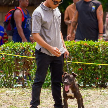 Adiestramiento canino - Img 118693998