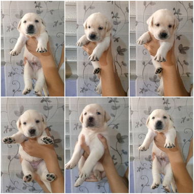 • • • • • • RAZAS CANINAS PARA ELEGIR BETTY MASCOTAS WHAT'SAPP 52506841 • • • • • • - Img 122689168
