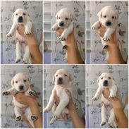 •• RAZAS DE PERROS DE TALLA PEQUEÑA, MEDIANA Y GRANDE BETTY MASCOTAS 52506841 •• - Img 54571172