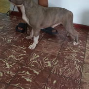 AMÉRICAN BULLY CON PEDIGRI,macho,en 250 USD o equivalente,TENGO MENSAJERÍA,tiene 7 meses Y ESTÁ VACUNADO E INSCRITO - Img 57659684