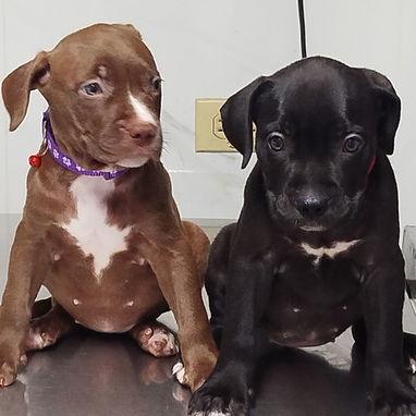 Todo lo que buscas está aquí pitbull, Chihuahua, shitzu, bulldog francés, Salchicha 53818081 - Img 122242227