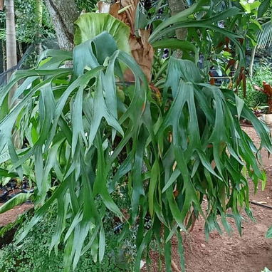 Trabajo en jardinería - 7/10