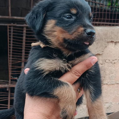 🐾🖤 ¡HERMOSA CAMADA DE ROTTWEILER WHATSAPP 52506841 ! 🖤🐾 - 5/5