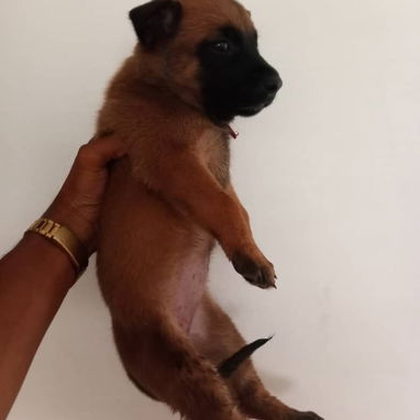 Vendo cachorrita de pastor belga malinois - 2/4