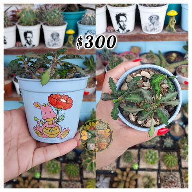 Cactus y suculentas en macetas decoradas a mano - 6/10