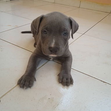 De vende pitbull 36 días hoy - Img 125146487
