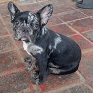 ((( BULLDOG FRANCÉS MACHO EN VENTA YA VACUNADO BETTY MASCOTAS WHATSAPP 52506841 )))) - Img 53265877
