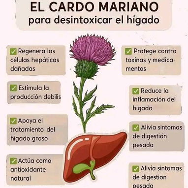 Cardo Mariano - Protector Hepático - hepatoprotector - Img 119967225