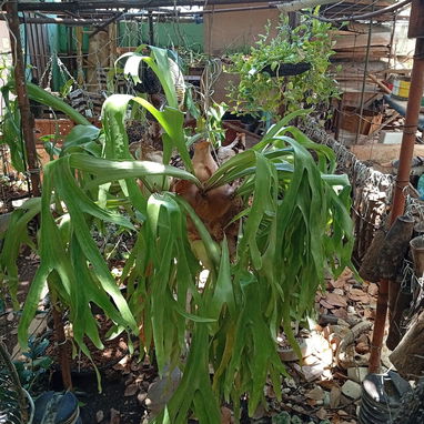 Platycerium y variadas plantas ornamentales - Img 99194722